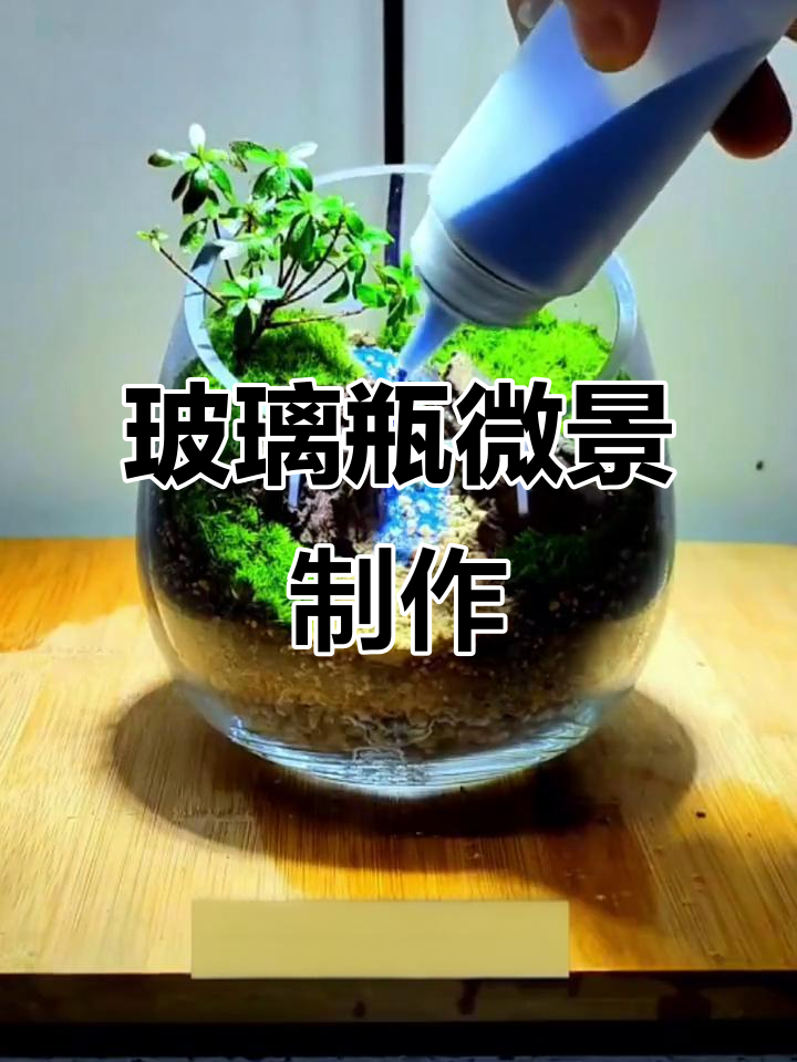 玻璃瓶微景观制作:假山流水与小叶杜鹃的完美结合