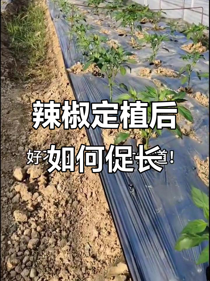 辣椒苗弱根不发达?试试绿莹生根剂,效果立竿见影
