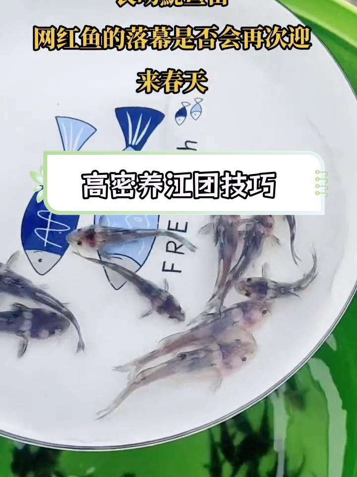 江团鱼养殖全攻略:高密度池塘与水库管理