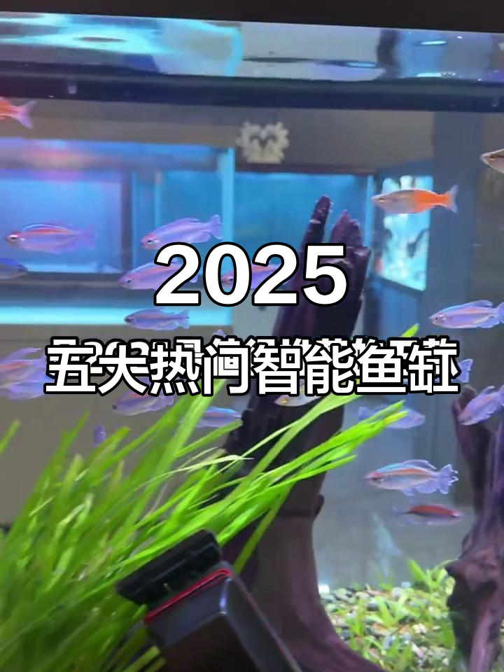 2025智能鱼缸TOP5,哪些最值得入手?