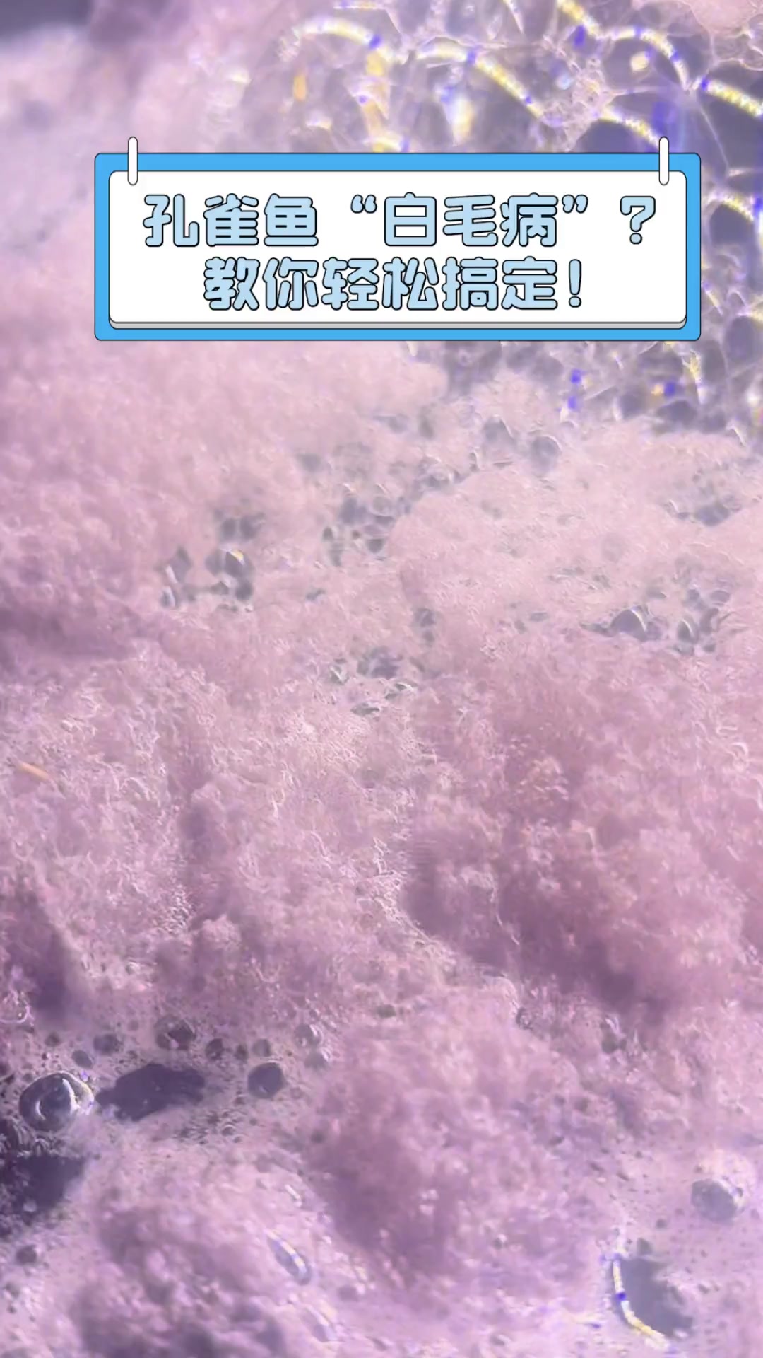孔雀鱼“白毛病”?教你轻松搞定!