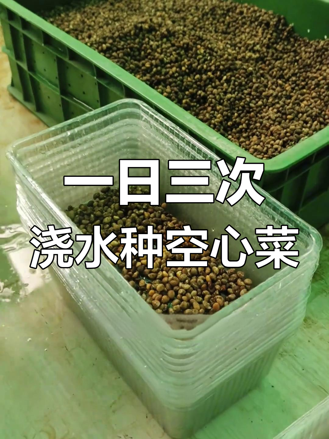 空心菜芽苗菜的简单种植技巧,一天三遍水轻松搞定