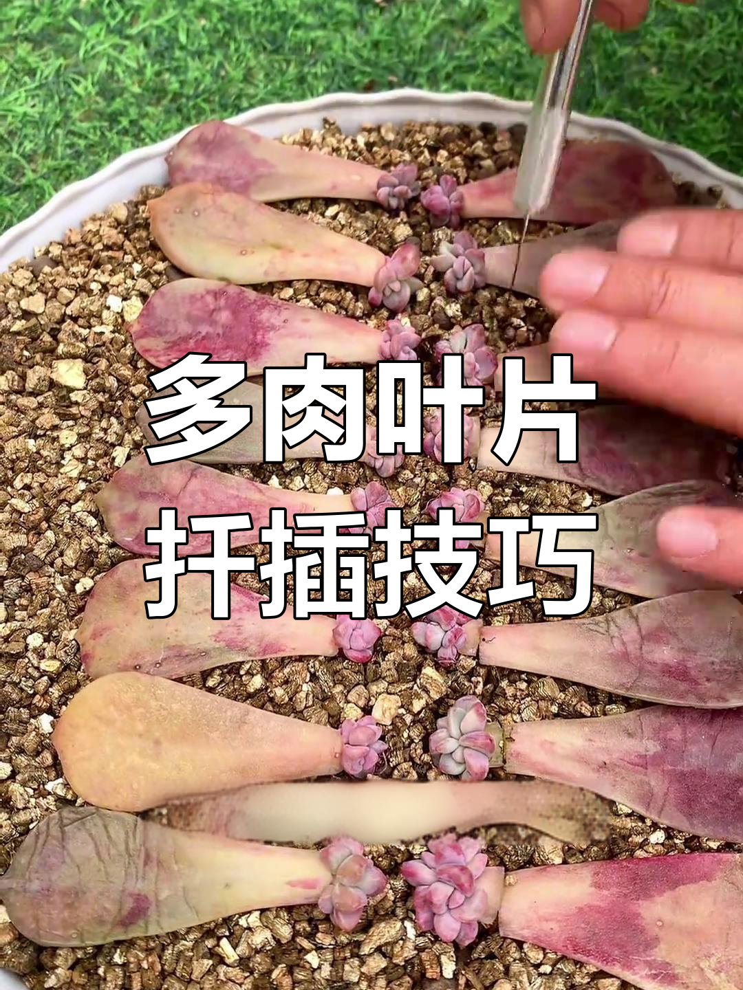 邻居家掰几片多肉叶,轻松扦插成盆栽