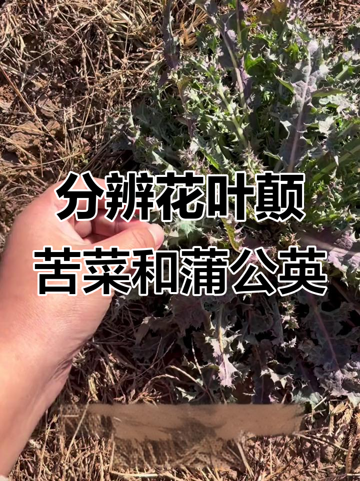 花叶滇苦菜与蒲公英的区别，你分清楚了吗？
