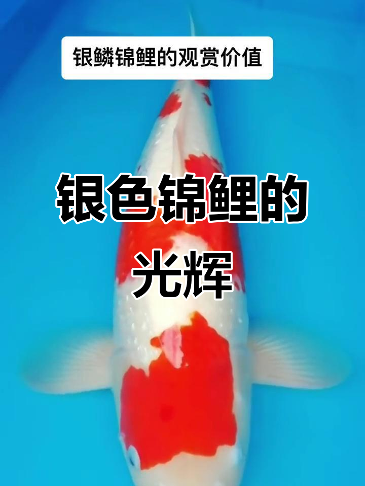 银鳞锦鲤的炫彩魅力,如钻石般闪耀