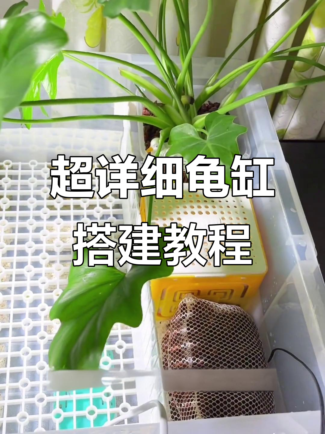 打造梦中情缸!咕咕龟缸造景全攻略