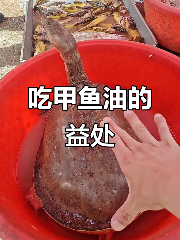甲鱼油能吃吗?了解野生甲鱼的营养与功效