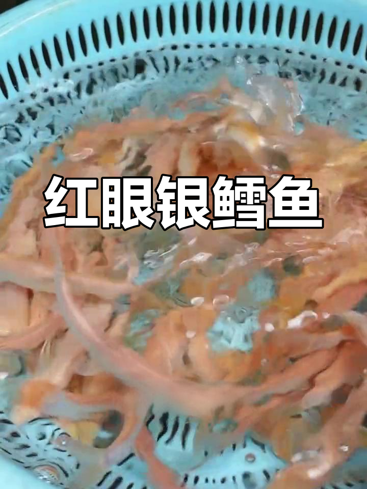红眼银鳕鱼,观赏与食用皆宜,水质要求低,四季可养