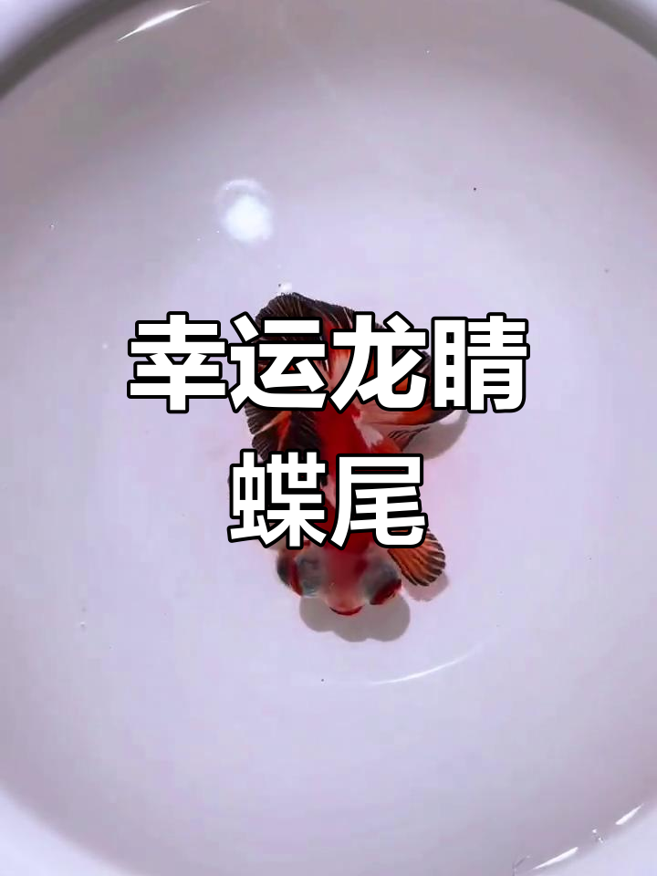 龙睛蝶尾金鱼:冷水国粹,好运来袭