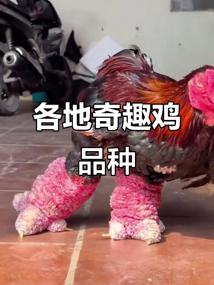 原来有这么多不同种类的鸡，快来看看你家乡的特色吧！