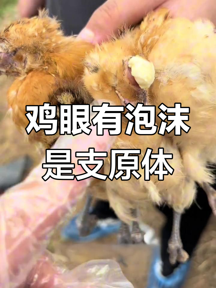 鸡眼出现泡沫,警惕支原体感染