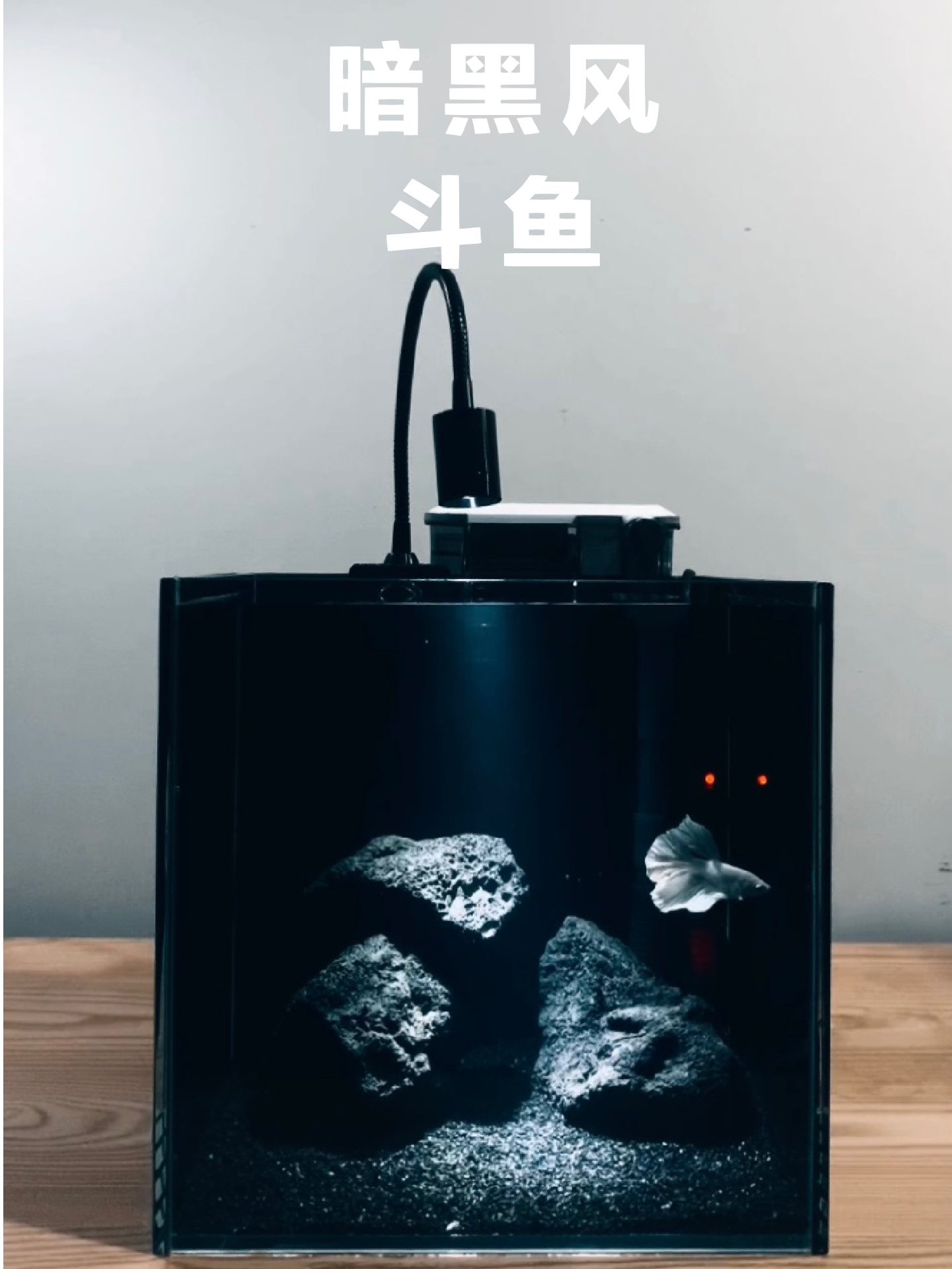 一定要看的暗黑风鱼缸造景开缸教程斗鱼篇