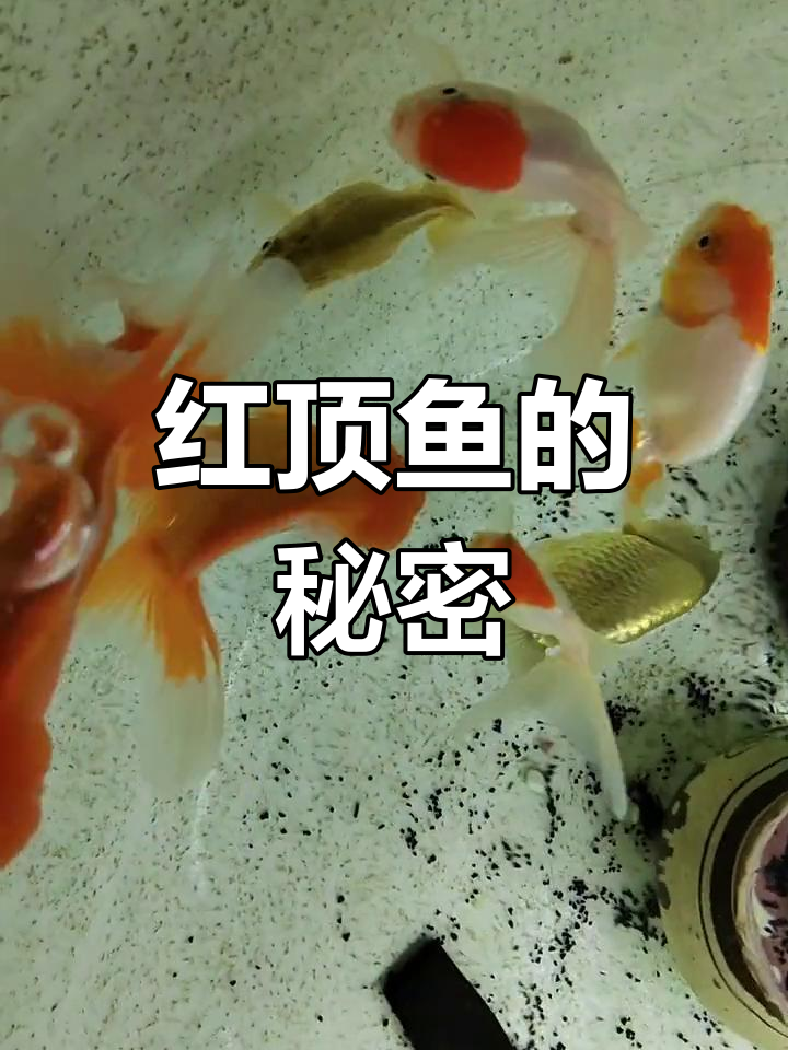 这是什么鱼?头顶红花,肚子圆滚滚的,会越长越大吗?