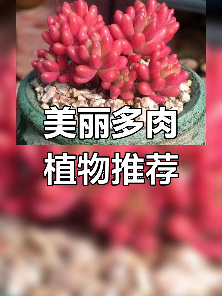 这些多肉植物名字好听又好看,养起来不孤单