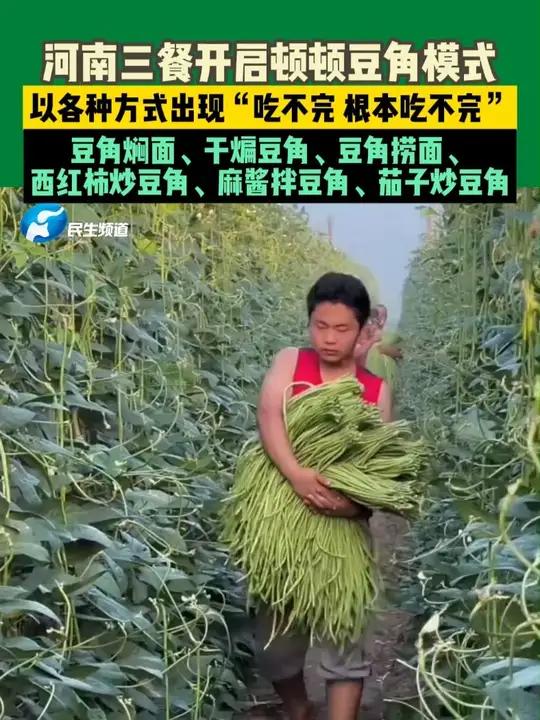河南三餐开启顿顿豆角模式,以各种方式出现,“吃不完 根本吃不完”,豆角焖面、干煸豆角、豆角