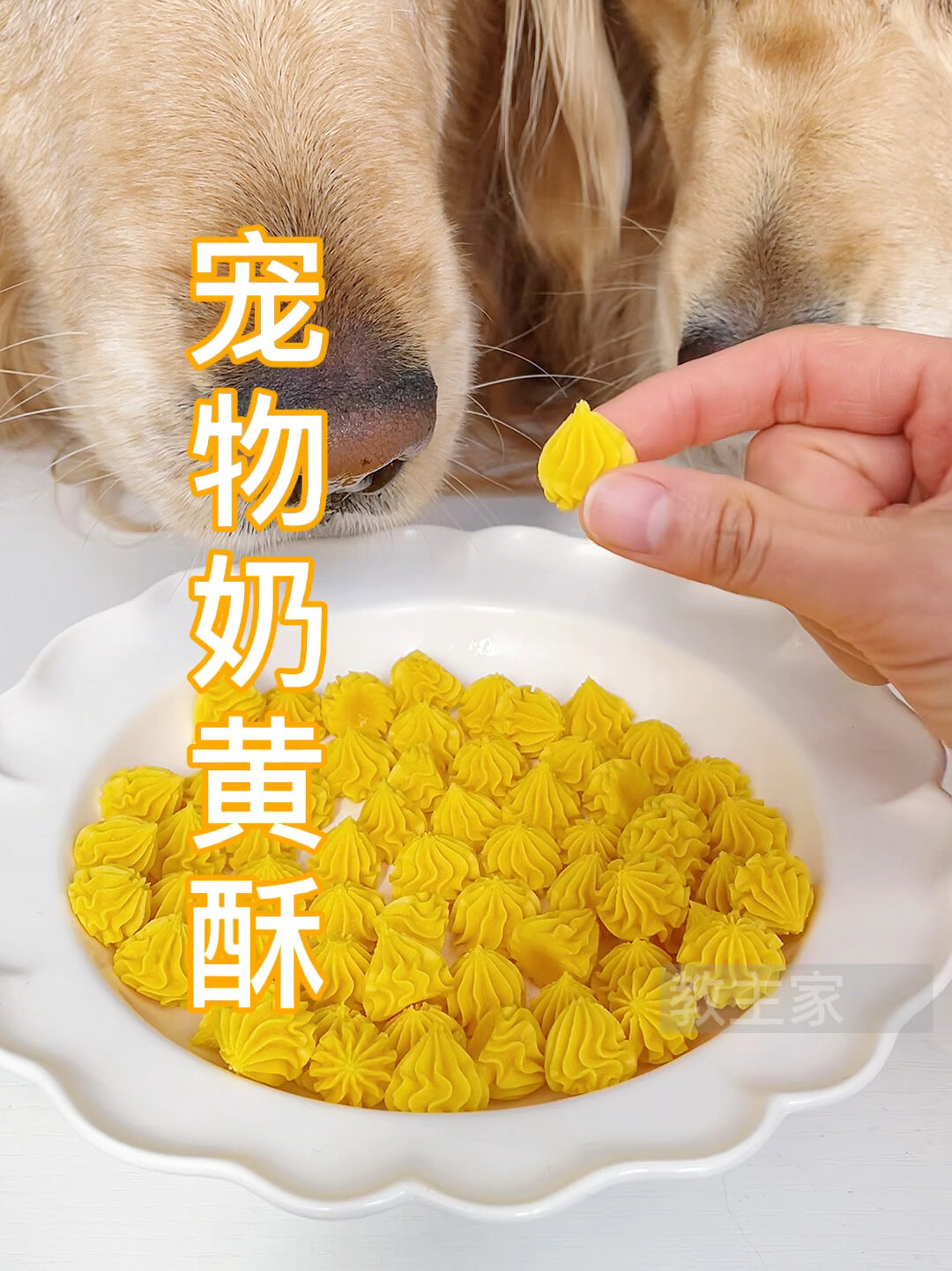 宠物烘焙|家庭版宠物奶黄酥饼干制作