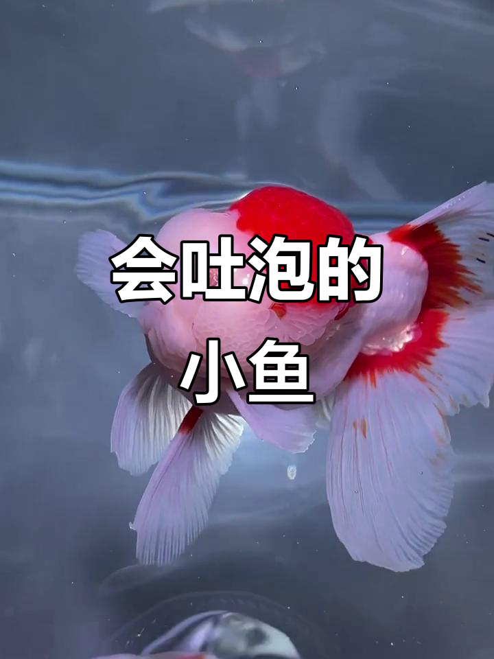 吐泡泡的鱼儿，萌翻了！