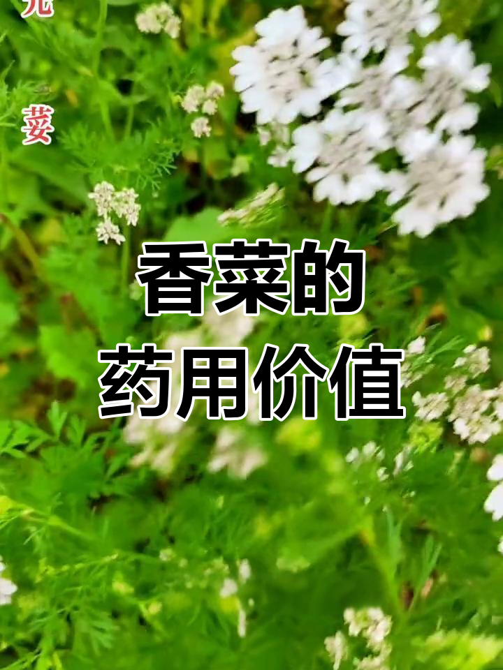 香菜的多种功效与应用