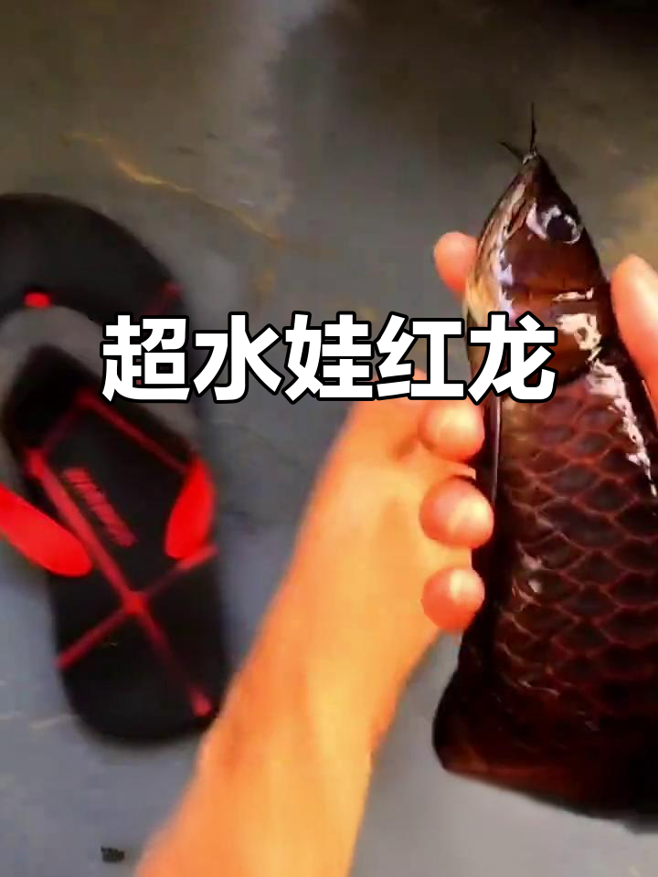黑色龙鱼超震撼,六排全齐宽的战车头型让人惊艳