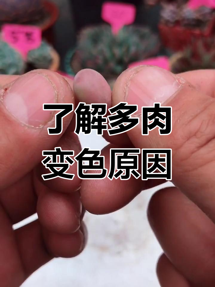 多肉植物上色原理揭秘，温差控水让颜色更美