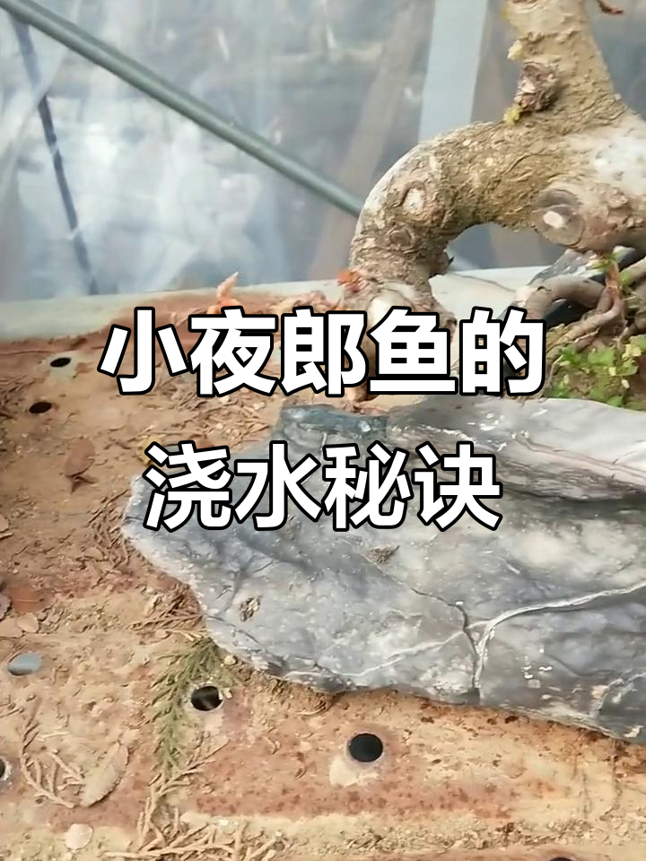 灵璧奇石小夜郎鱼养护技巧,缺水状态大揭秘