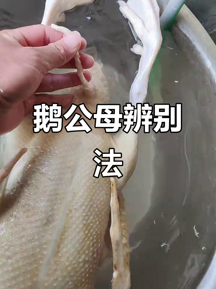 公母鹅番鸭区分，看这里就能轻松分辨