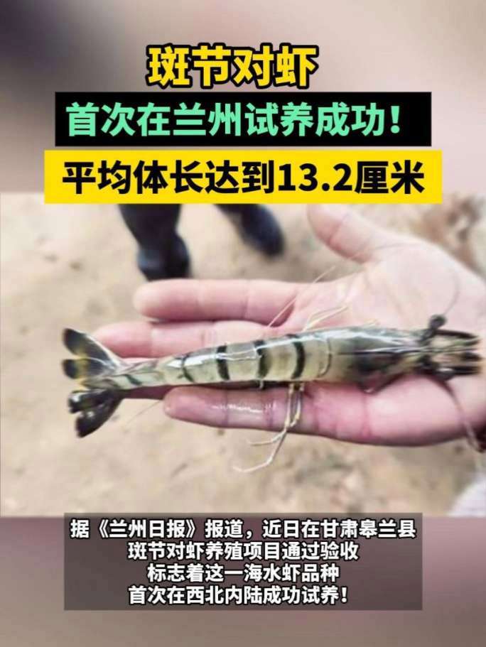 斑节对虾首次在兰州试养成功!平均体长达到13.2厘米 斑节对虾 三农 南美白对虾 对虾养殖
