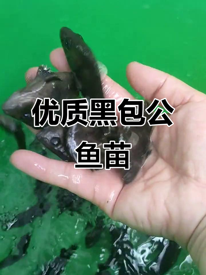 黑包公鱼苗来袭,养殖基地好货不容错过!