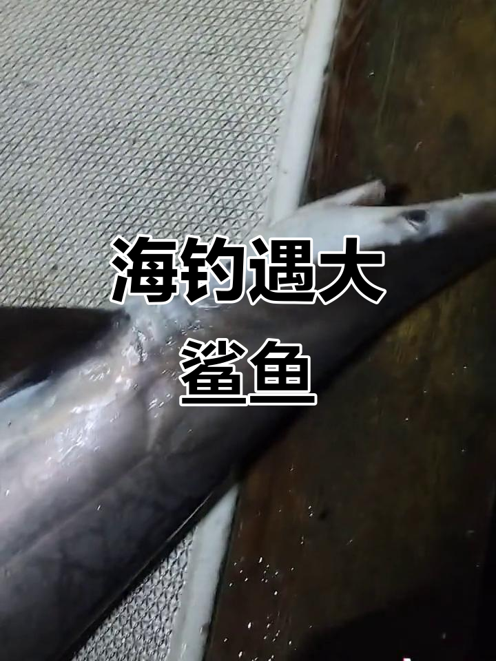 钓鲨鱼惊险瞬间，这么大会不会咬人？