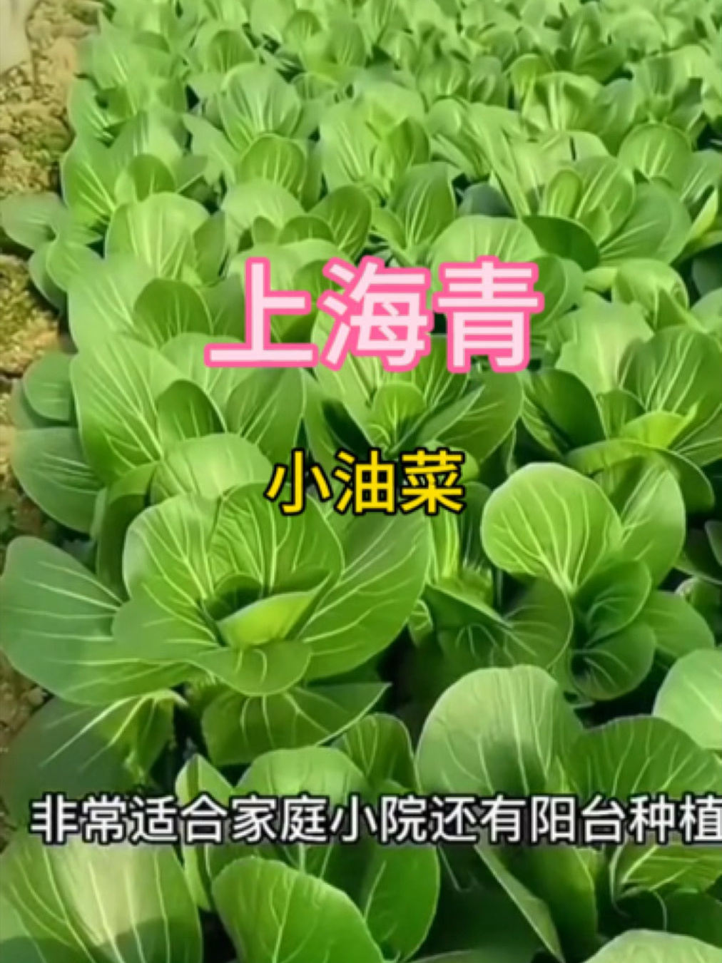 适宜8月底～9月初种植的蔬菜:上海青