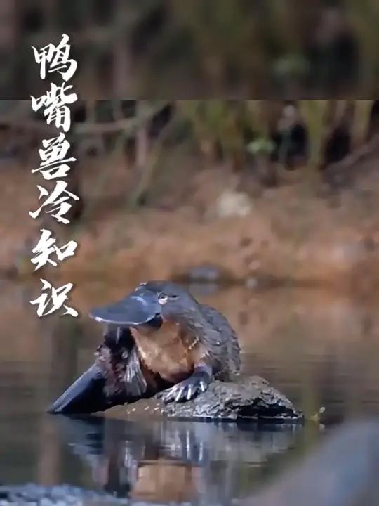 带你认识鸭嘴兽冷知识
