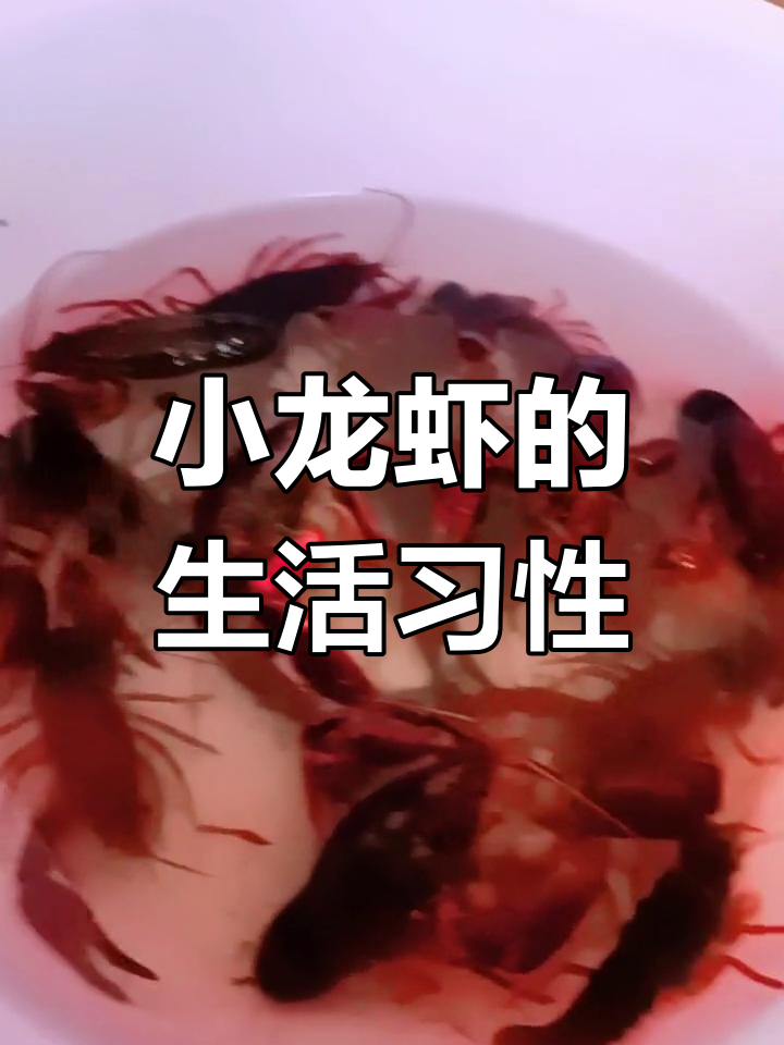 小龙虾的栖息地与生存环境揭秘,原来它们并不喜欢脏水