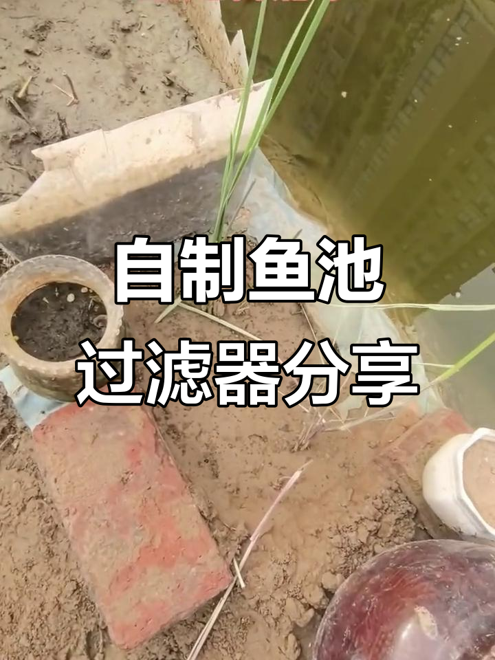 鱼池过滤系统大揭秘,植物与细菌共同打造清澈水质