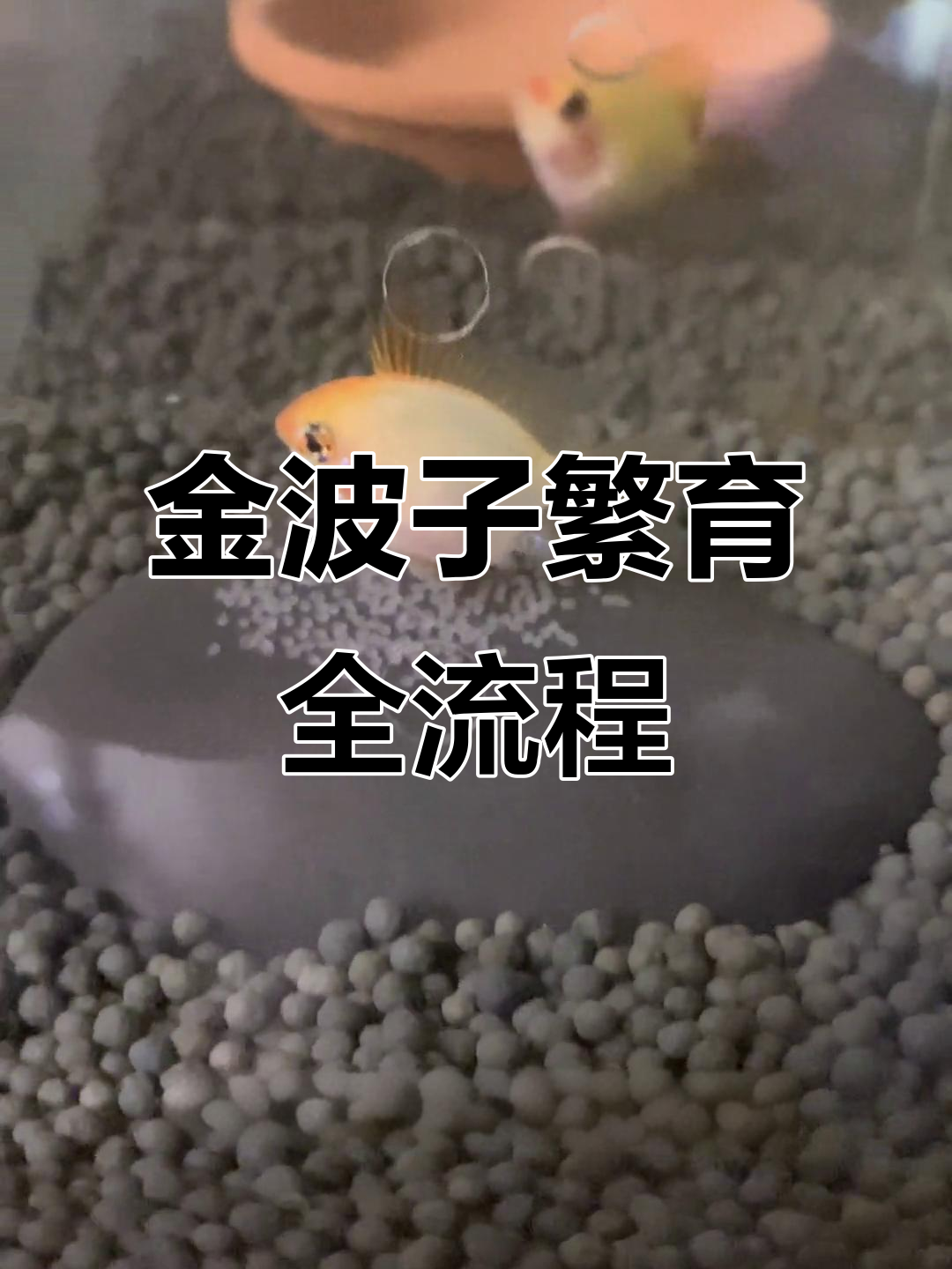 金波子产卵与繁殖全过程揭秘,如何照顾鱼苗成长