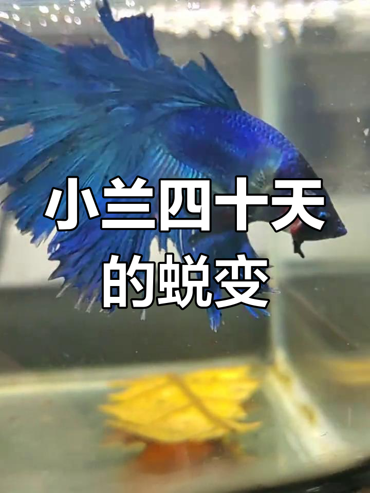 泰国斗鱼40天变化大揭秘,从妖姬到残花败柳