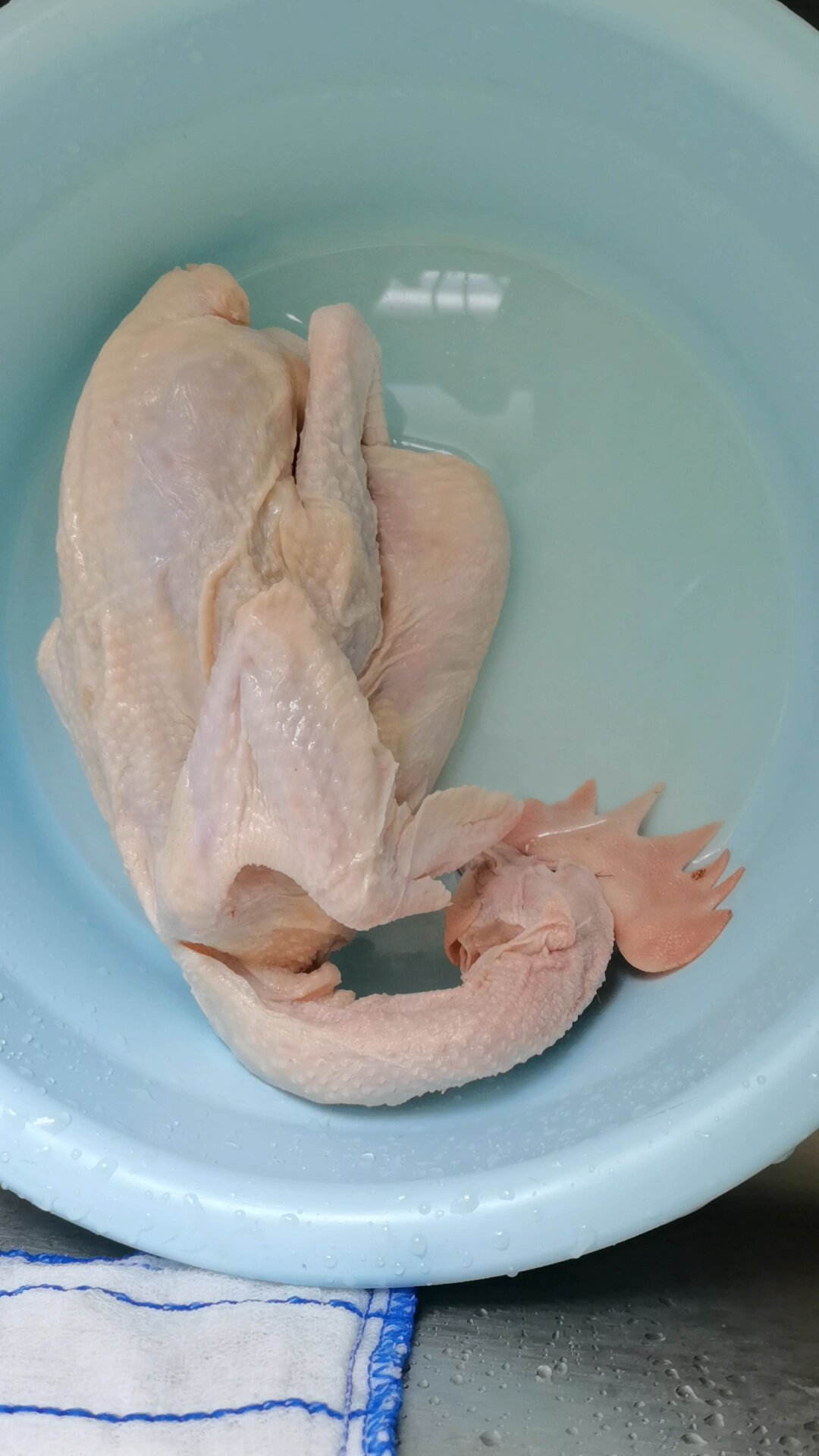 怎么辨别公鸡母鸡