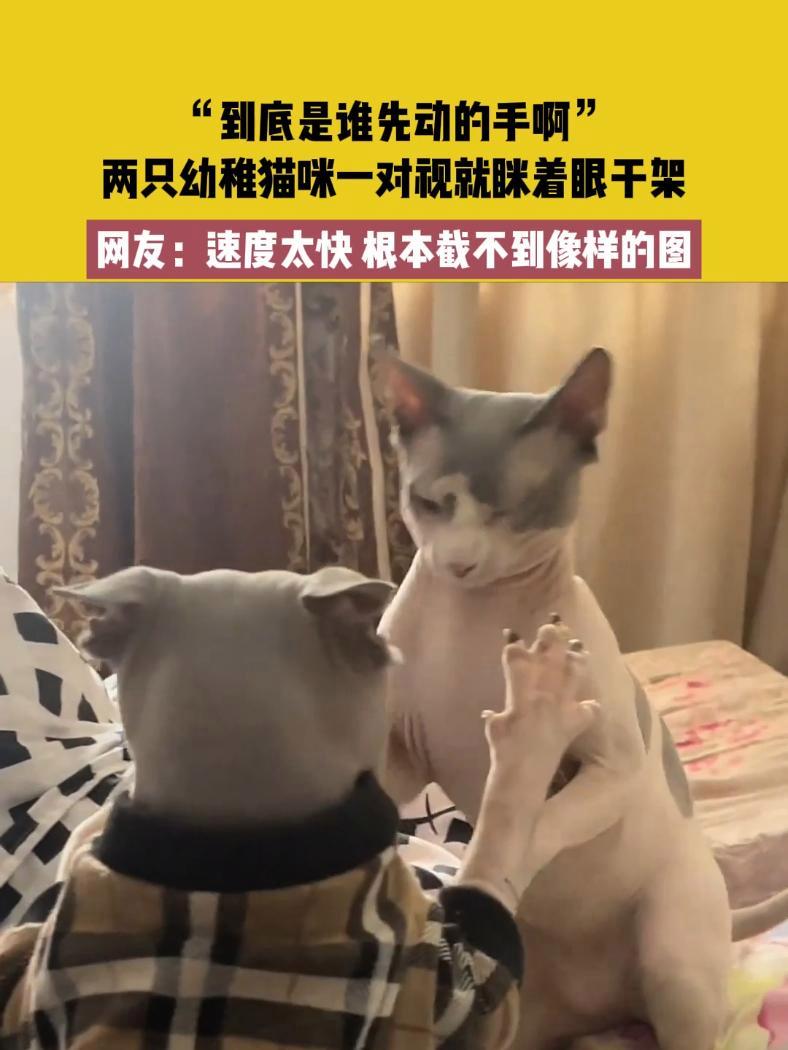 11月6日(发布)黑龙江,“到底是谁先动的手啊”,两只幼稚猫咪一对视就眯着眼干架,网友:速