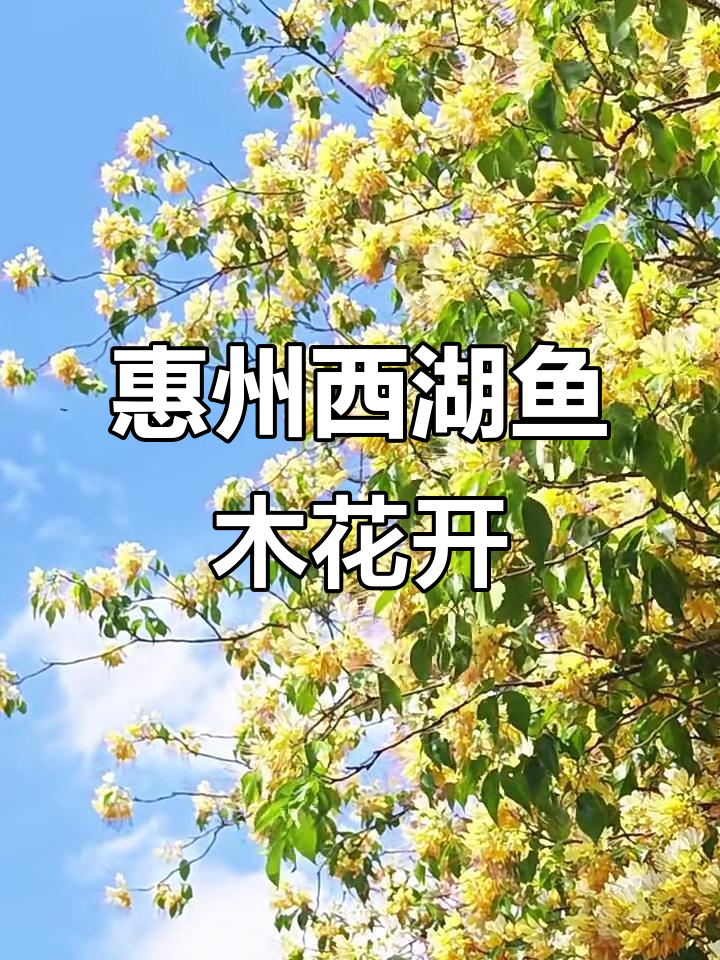 惠州西湖鱼木花盛开,美景尽收眼底