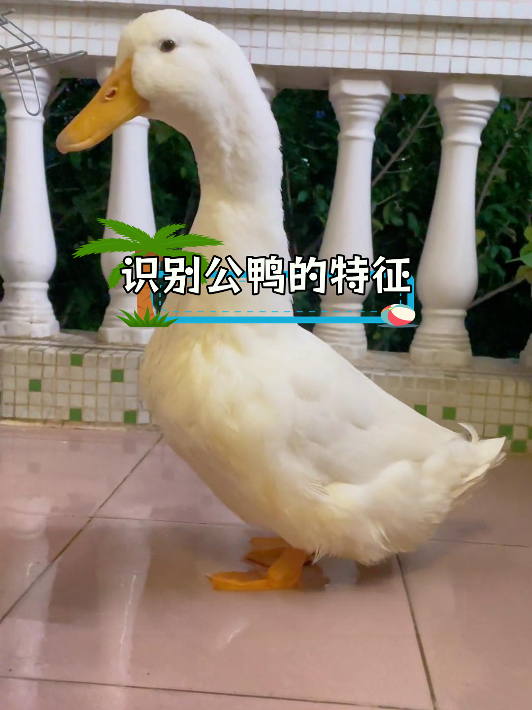 公鸭与母鸭的辨别技巧,尾巴上的小卷毛是关键