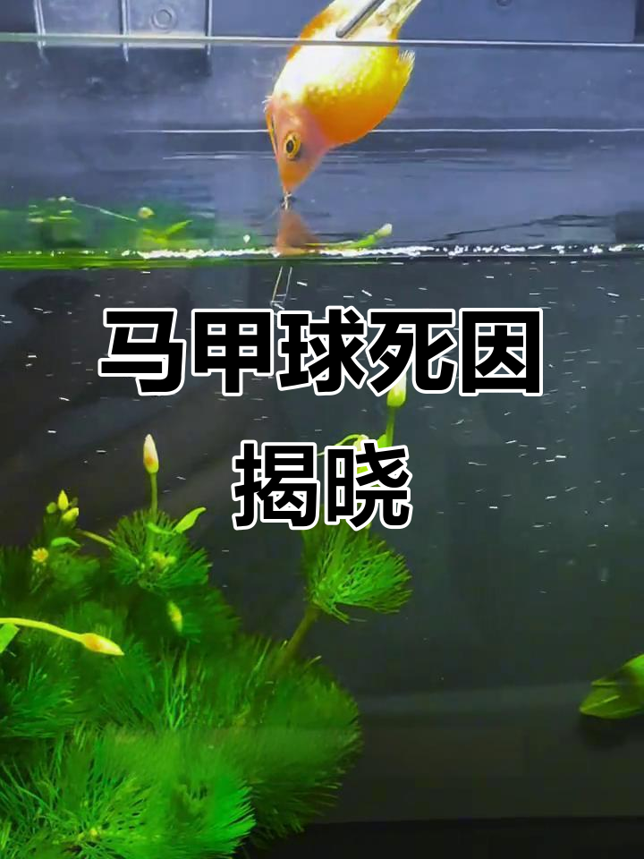 黄金马甲球意外死亡,虎皮鱼投票水温过高是元凶