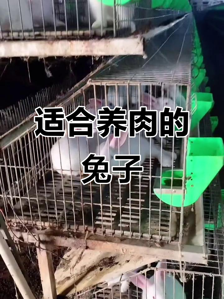 2021年农村养殖什么最赚钱?肉兔养殖值得考虑