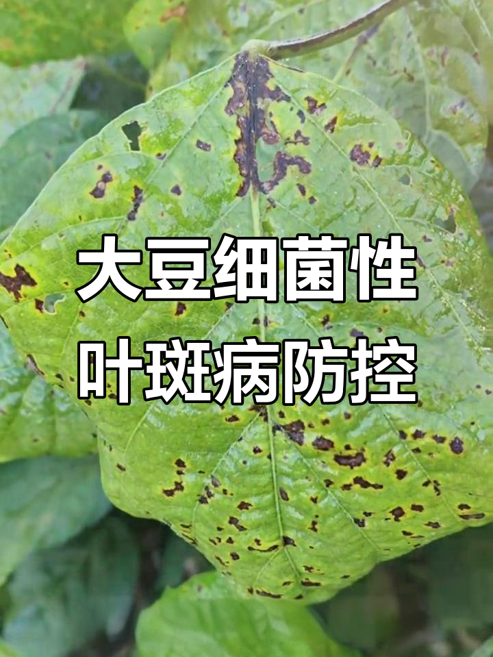 多雨年份大豆叶斑病高发,防治方法全解析