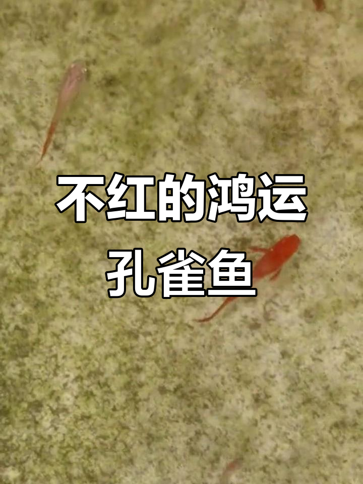 鸿运当头孔雀鱼不红,颜值依然在线!