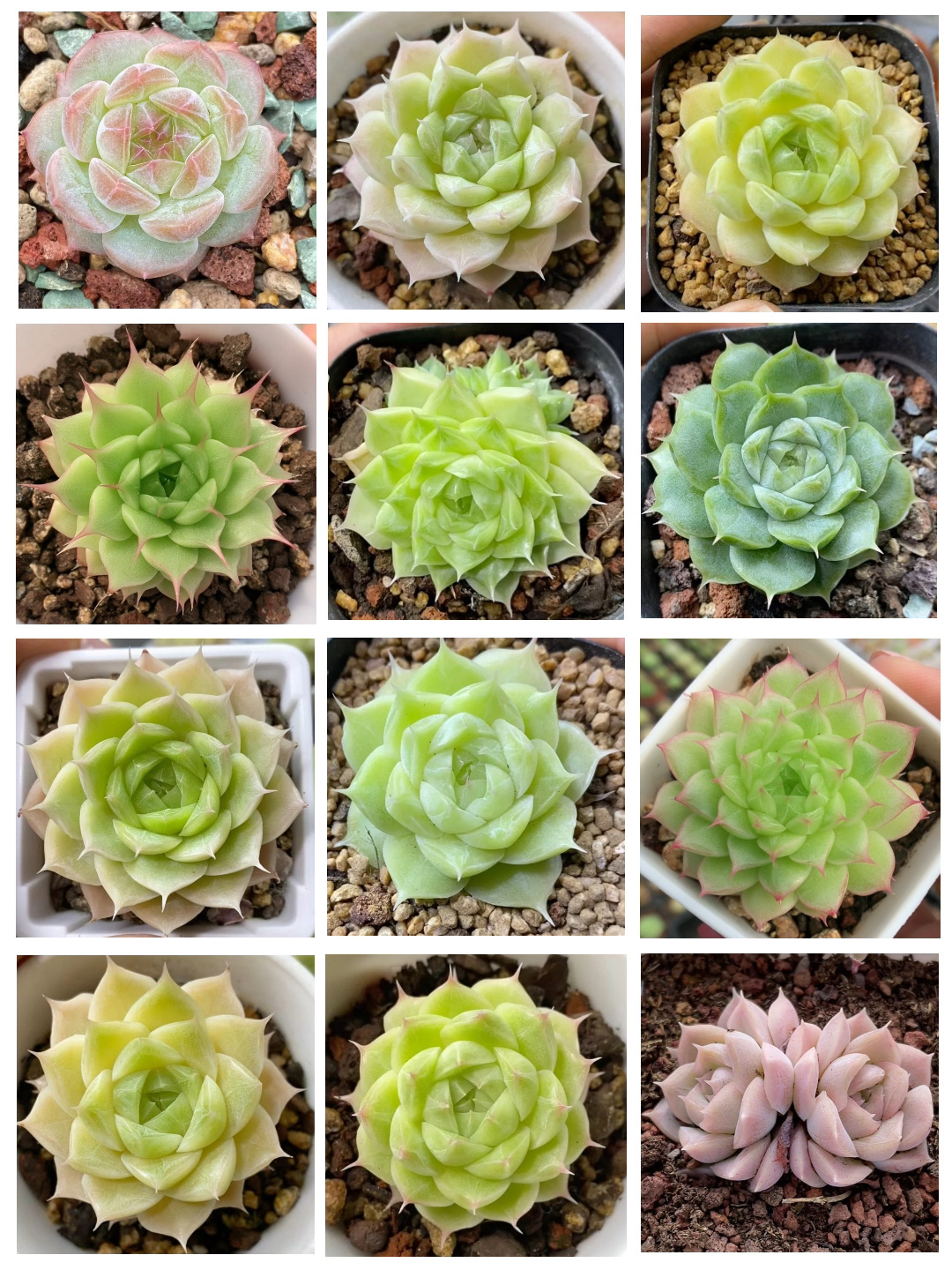 麦秆多肉的养护