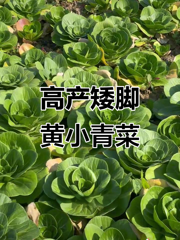 南京特色矮脚黄小青菜,抗寒又高产,营养丰富口感好