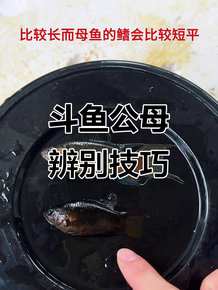 如何轻松分辨中国斗鱼公母?三鳍、嘴巴和体型全解析