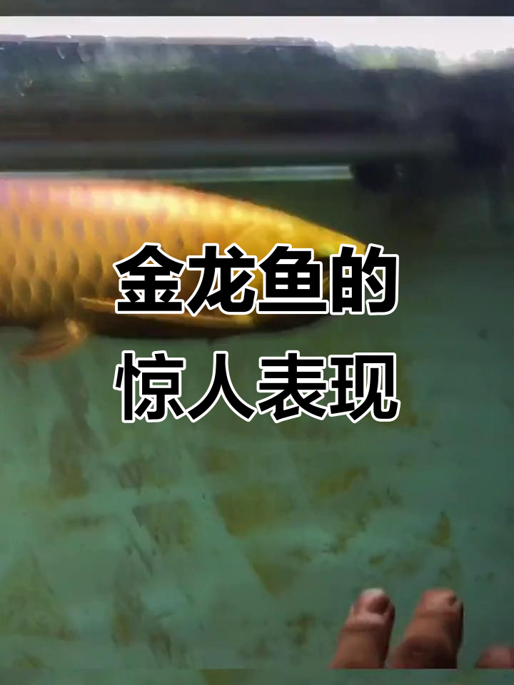 全金奎龙鱼成长记，实力超乎想象