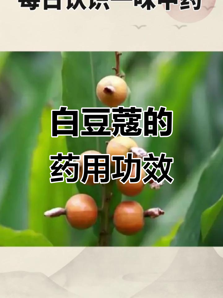 每日学习一味中药:白豆蔻的化湿与温中作用