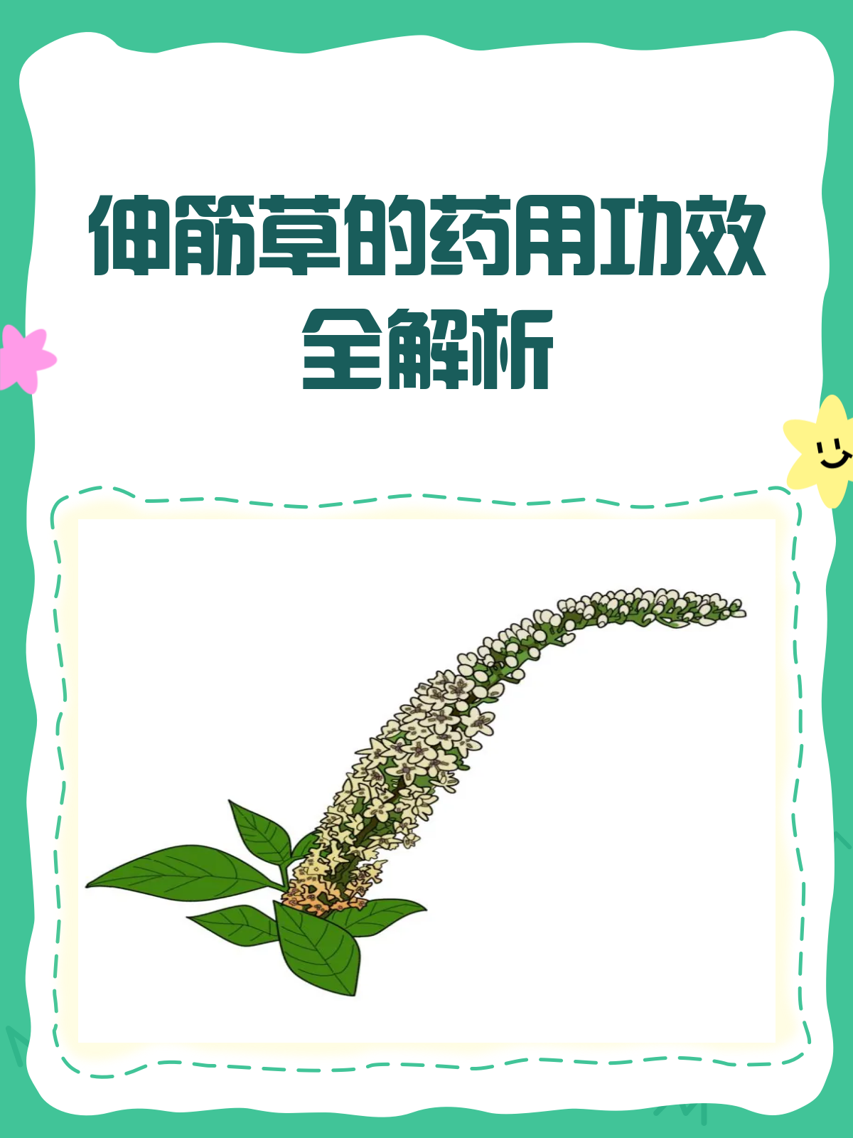 伸筋草:关节酸痛的克星,你真的了解它吗?
