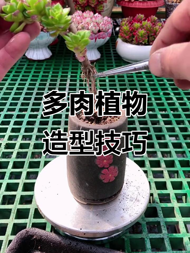 火焰玫瑰多肉造型教程，简单步骤教你打造完美盆栽